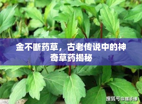 金不断药草，古老传说中的神奇草药揭秘