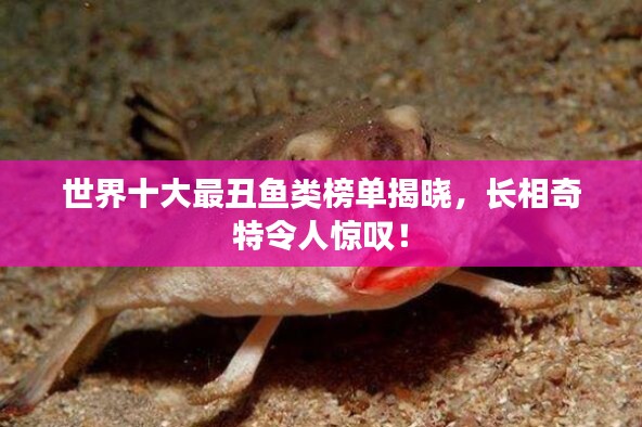 世界十大最丑鱼类榜单揭晓,长相奇特令人惊叹!