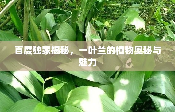 百度独家揭秘，一叶兰的植物奥秘与魅力
