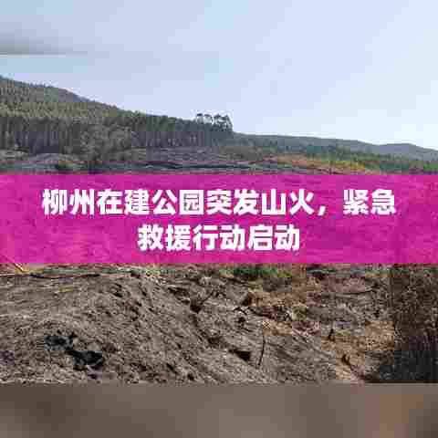 柳州在建公园突发山火,紧急救援行动启动