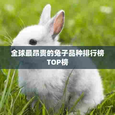 全球最昂贵的兔子品种排行榜TOP榜