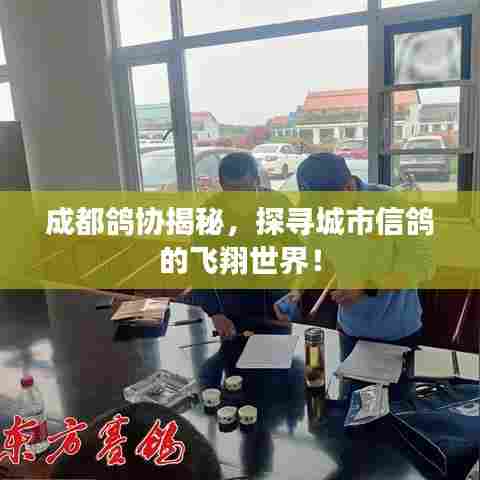 成都鸽协揭秘,探寻城市信鸽的飞翔世界!