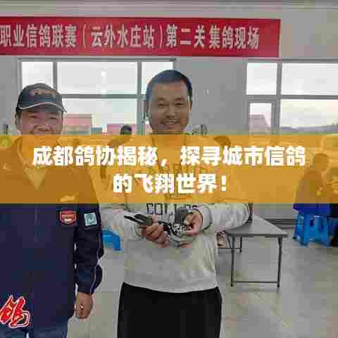 成都鸽协揭秘,探寻城市信鸽的飞翔世界!