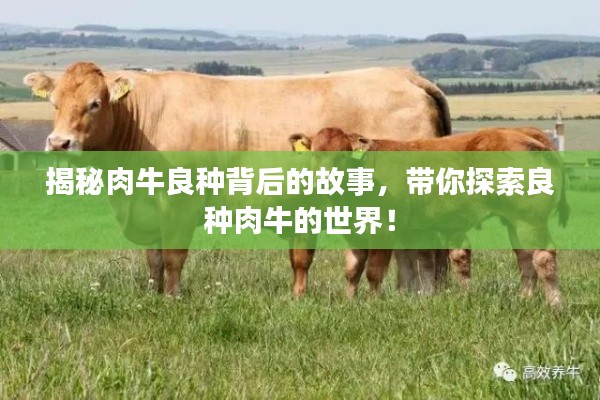 张张屈屈 第7页