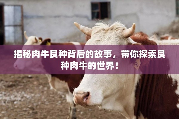 揭秘肉牛良种背后的故事,带你探索良种肉牛的世界!