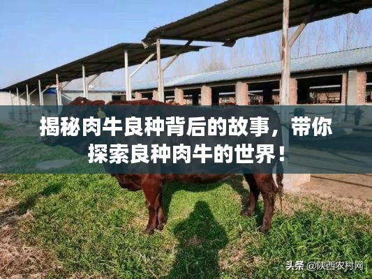 揭秘肉牛良种背后的故事,带你探索良种肉牛的世界!
