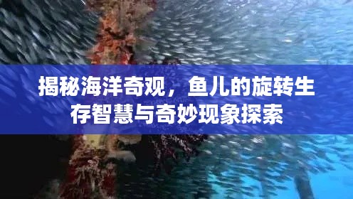 揭秘海洋奇观,鱼儿的旋转生存智慧与奇妙现象探索