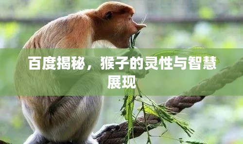 百度揭秘，猴子的灵性与智慧展现
