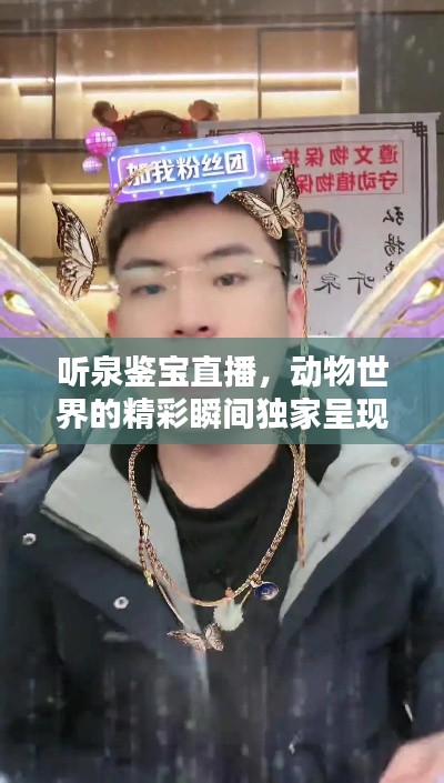 听泉鉴宝直播,动物世界的精彩瞬间独家呈现