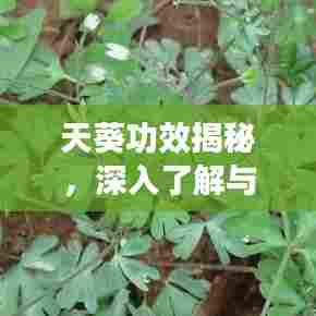 大雪纷飞 第6页