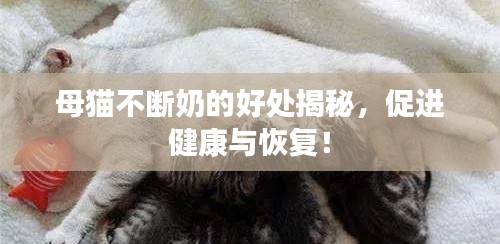 母猫不断奶的好处揭秘，促进健康与恢复！