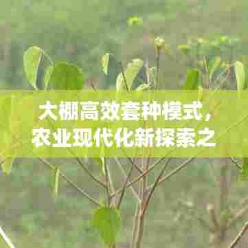 大棚高效套种模式，农业现代化新探索之路