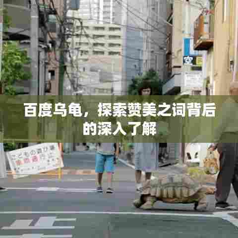 百度乌龟,探索赞美之词背后的深入了解