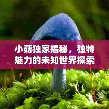 小菇独家揭秘,独特魅力的未知世界探索