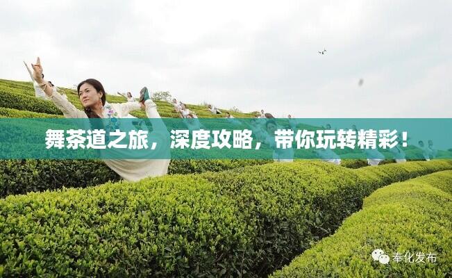 舞茶道之旅,深度攻略,带你玩转精彩!