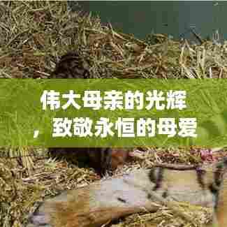 伟大母亲的光辉，致敬永恒的母爱专题教学