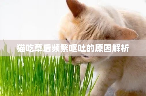 猫吃草后频繁呕吐的原因解析