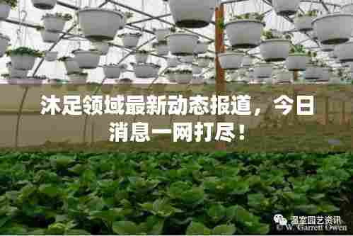 沐足领域最新动态报道，今日消息一网打尽！