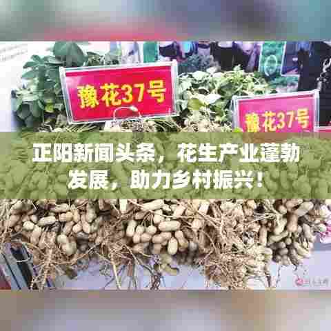 正阳新闻头条，花生产业蓬勃发展，助力乡村振兴！