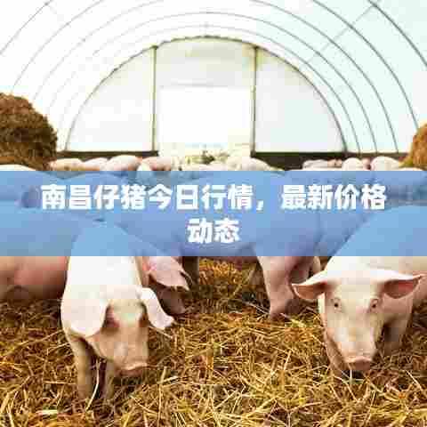 南昌仔猪今日行情，最新价格动态