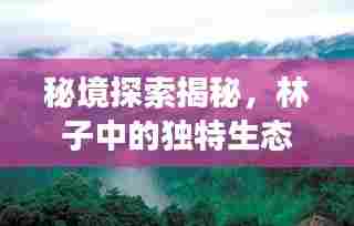 秘境探索揭秘,林子中的独特生态与人文之旅独家报道