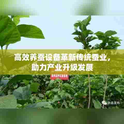高效养蚕设备革新传统蚕业,助力产业升级发展