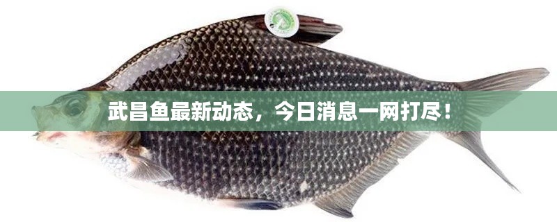 武昌鱼最新动态，今日消息一网打尽！