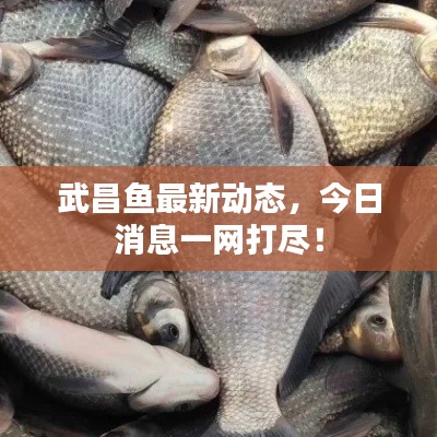 武昌鱼最新动态,今日消息一网打尽!