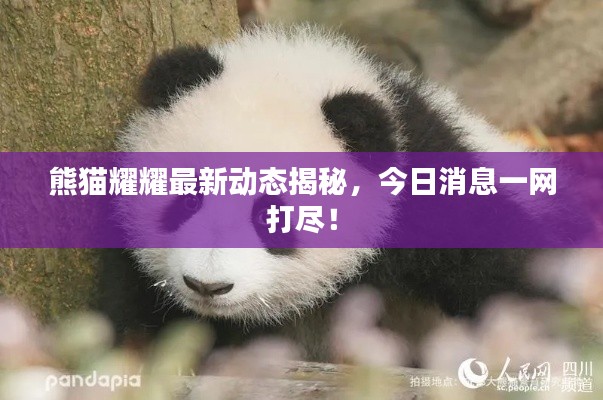 熊猫耀耀最新动态揭秘，今日消息一网打尽！