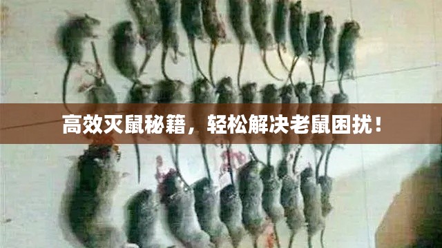 高效灭鼠秘籍,轻松解决老鼠困扰!