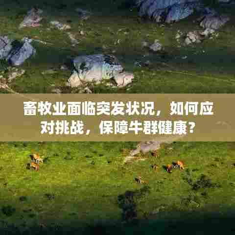 畜牧业面临突发状况,如何应对挑战,保障牛群健康?