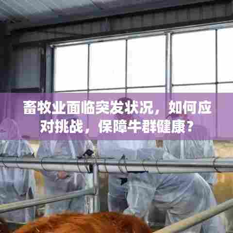 畜牧业面临突发状况,如何应对挑战,保障牛群健康?