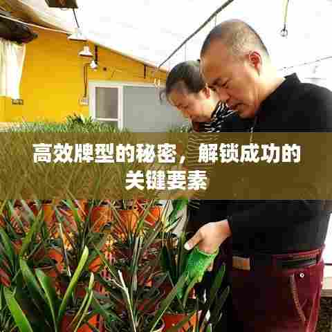 高效牌型的秘密,解锁成功的关键要素