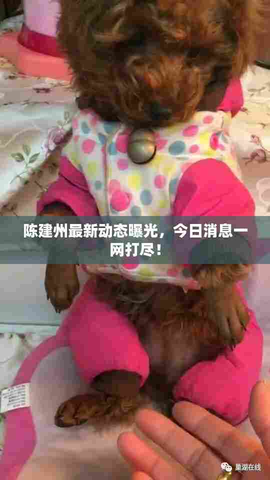 陈建州最新动态曝光,今日消息一网打尽!