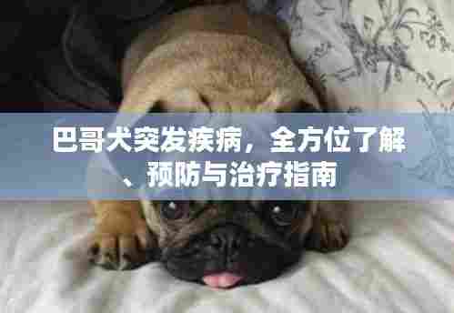 巴哥犬突发疾病，全方位了解、预防与治疗指南