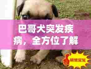巴哥犬突发疾病,全方位了解、预防与治疗指南