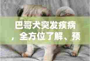 巴哥犬突发疾病,全方位了解、预防与治疗指南