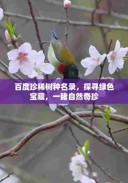 百度珍稀树种名录,探寻绿色宝藏,一睹自然奇珍