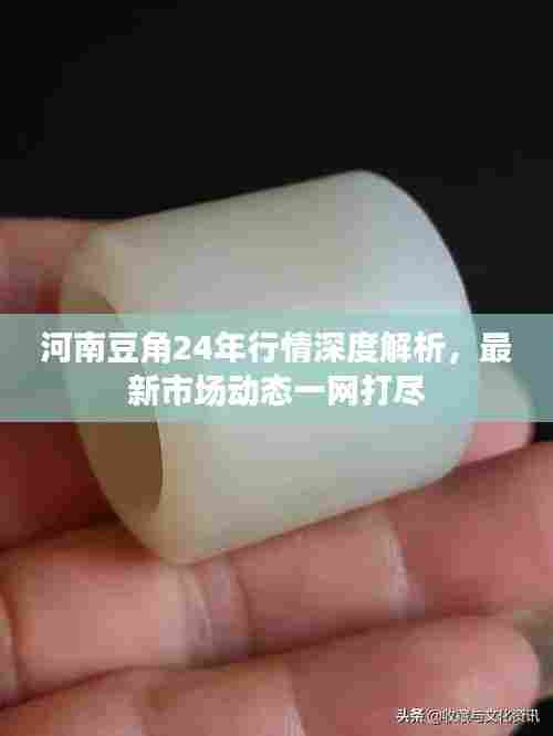 河南豆角24年行情深度解析，最新市场动态一网打尽