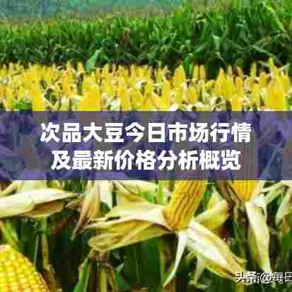次品大豆今日市场行情及最新价格分析概览