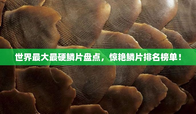 世界最大最硬鳞片盘点，惊艳鳞片排名榜单！
