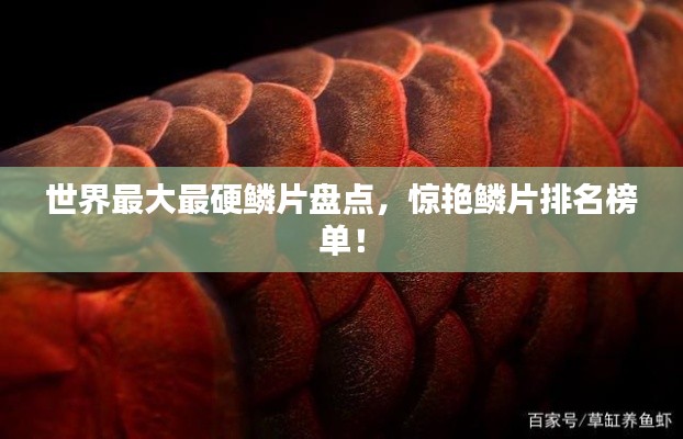 世界最大最硬鳞片盘点,惊艳鳞片排名榜单!