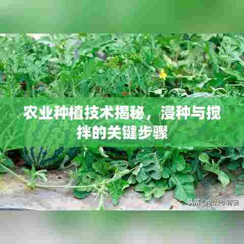农业种植技术揭秘，浸种与搅拌的关键步骤