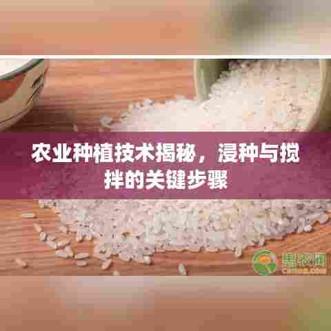 农业种植技术揭秘,浸种与搅拌的关键步骤
