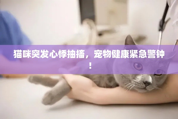 猫咪突发心悸抽搐,宠物健康紧急警钟!