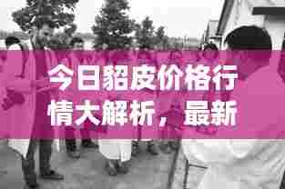 今日貂皮价格行情大解析，最新市场动态，全面了解行情！