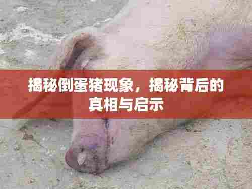 揭秘倒蛋猪现象,揭秘背后的真相与启示