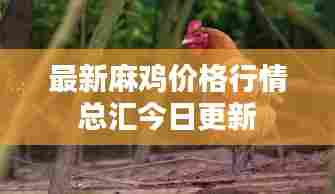 最新麻鸡价格行情总汇今日更新