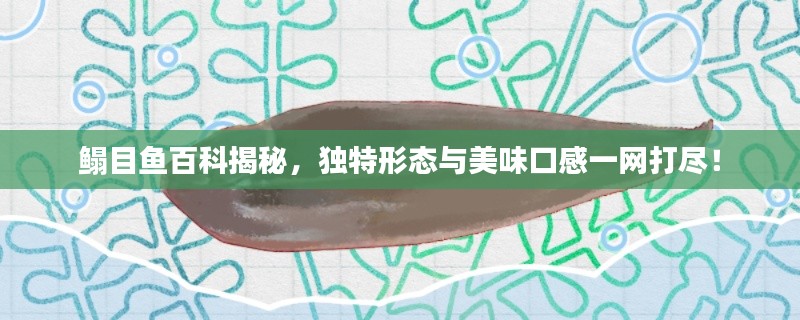 鳎目鱼百科揭秘,独特形态与美味口感一网打尽!