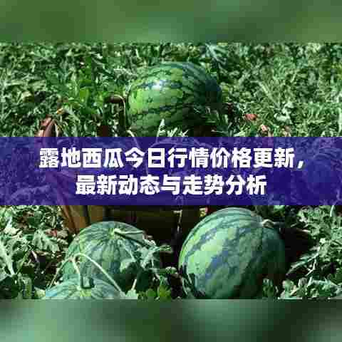 露地西瓜今日行情价格更新，最新动态与走势分析